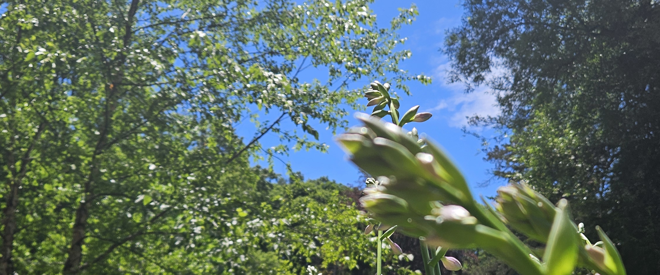 challenge background