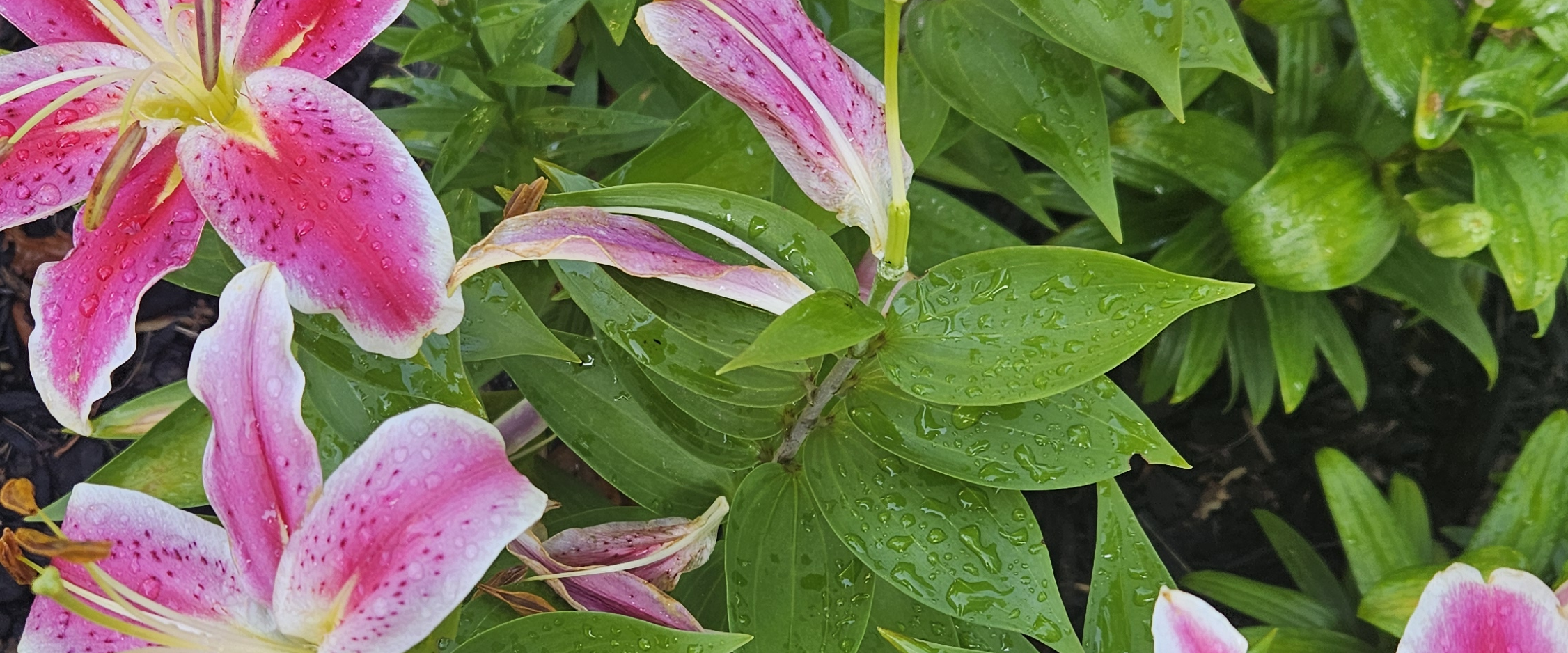 challenge background