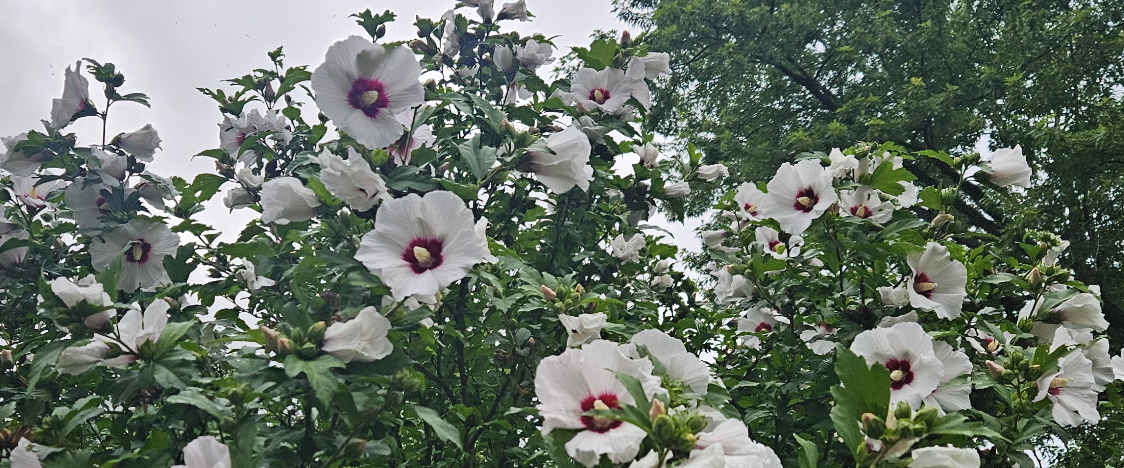 challenge background