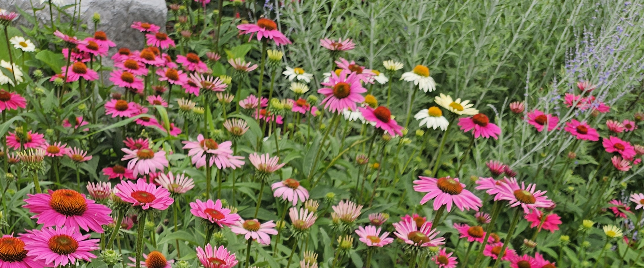 challenge background