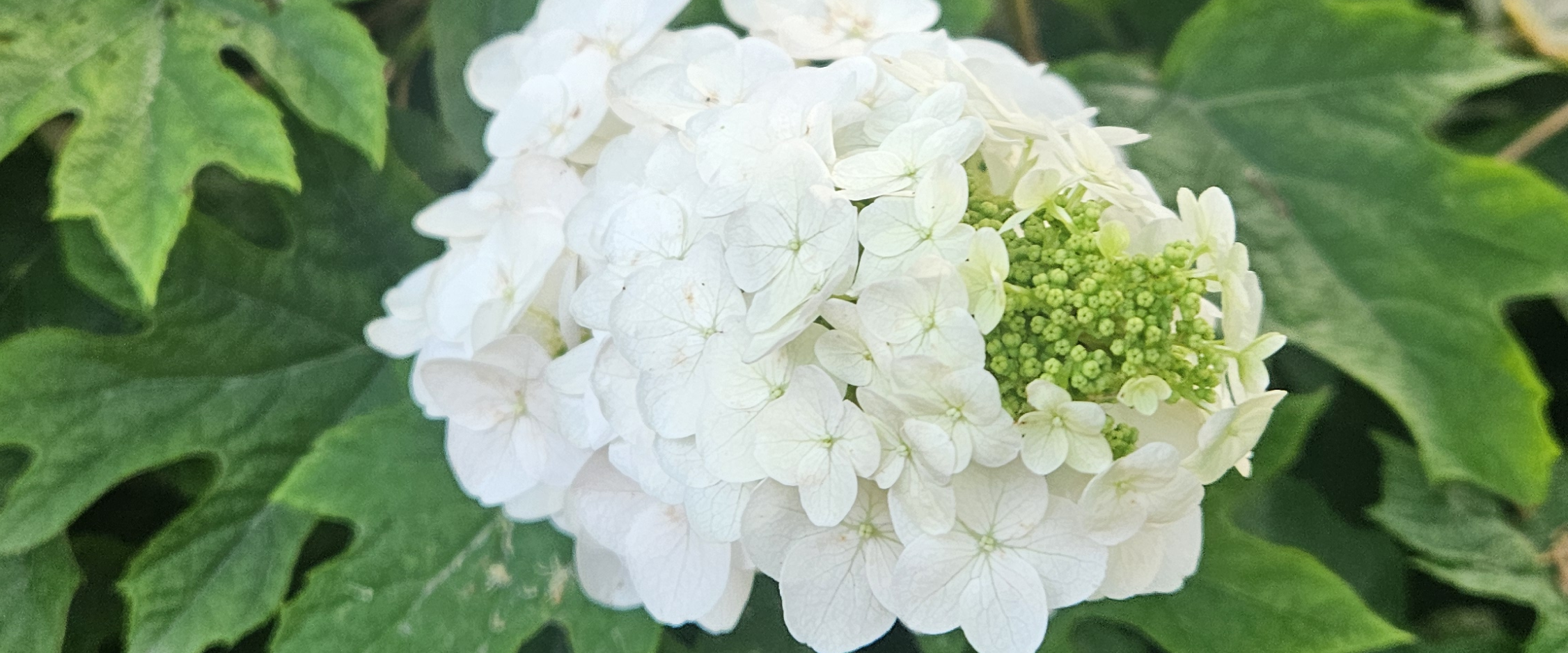 challenge background