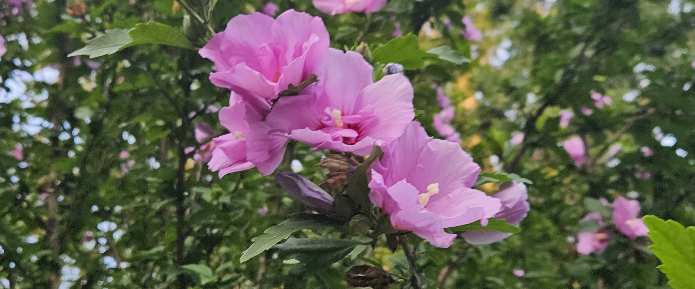 challenge background