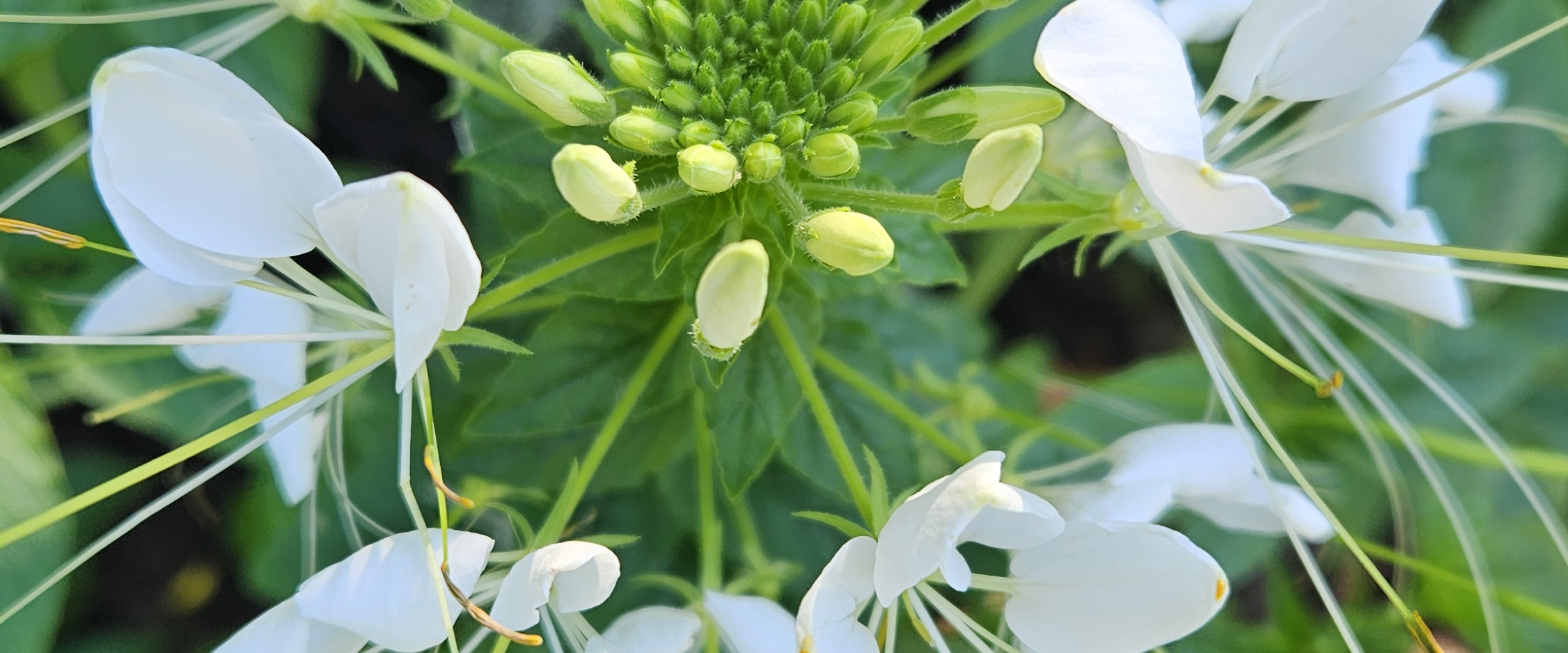 challenge background