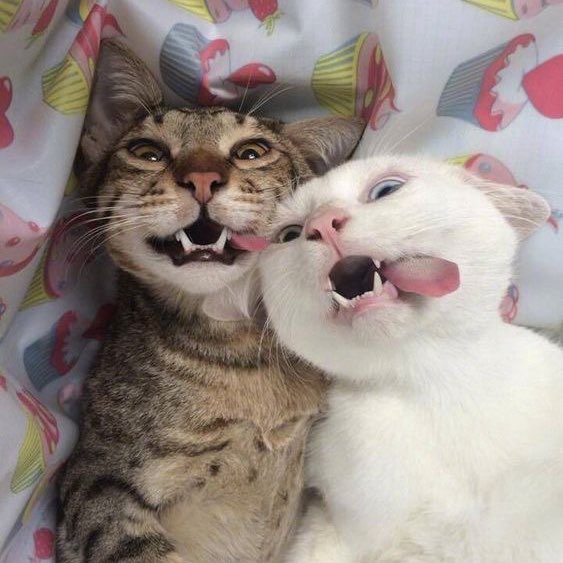 Котоманы🐱🤍 logo