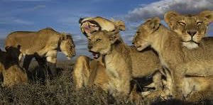 🦁 THE LORDS 🦁 logo