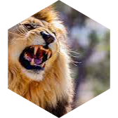 🦁 THE LORDS 🦁 icon