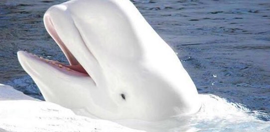🐋 NATURE 🐬 OCEAN 🦈 logo