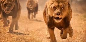 🦁 CHALLENGE AOÛT 10 000 🦁 logo