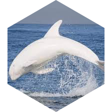 🐋 NATURE 🐬 OCEAN 🦈 icon