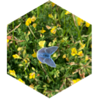 🍃🍂 6000 🌿 NATURE Calme ☘️ icon
