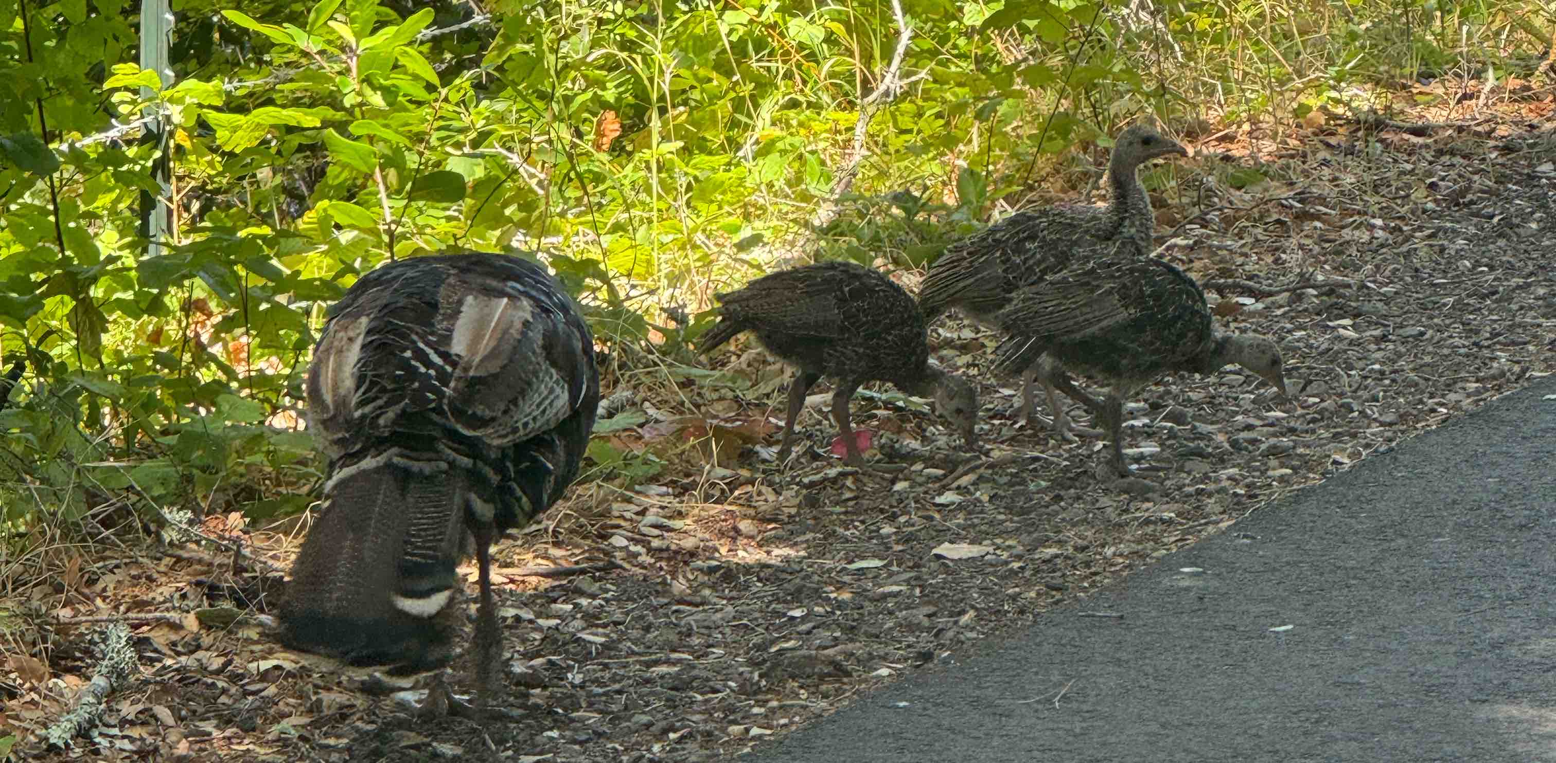 challenge background