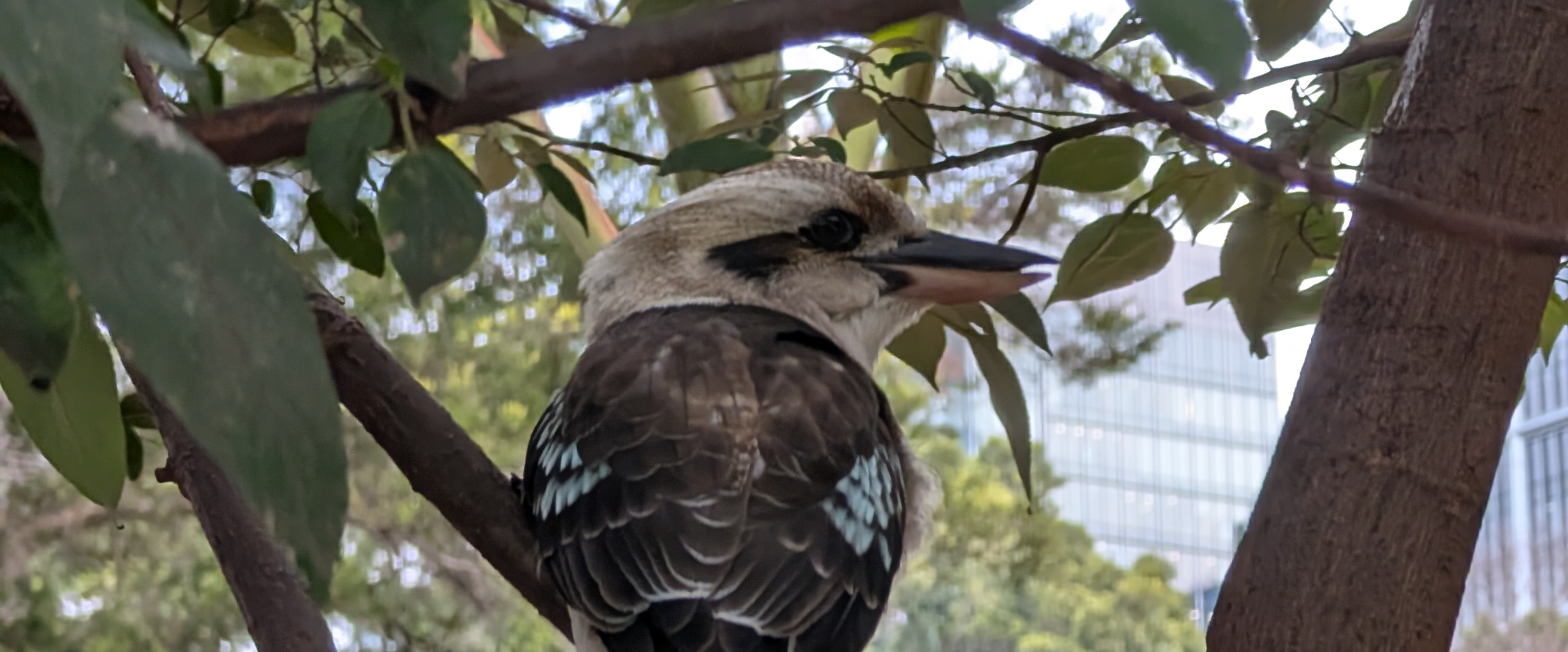 challenge background