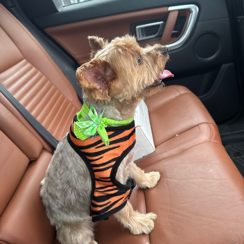 Syd’s Spectacular Steps logo