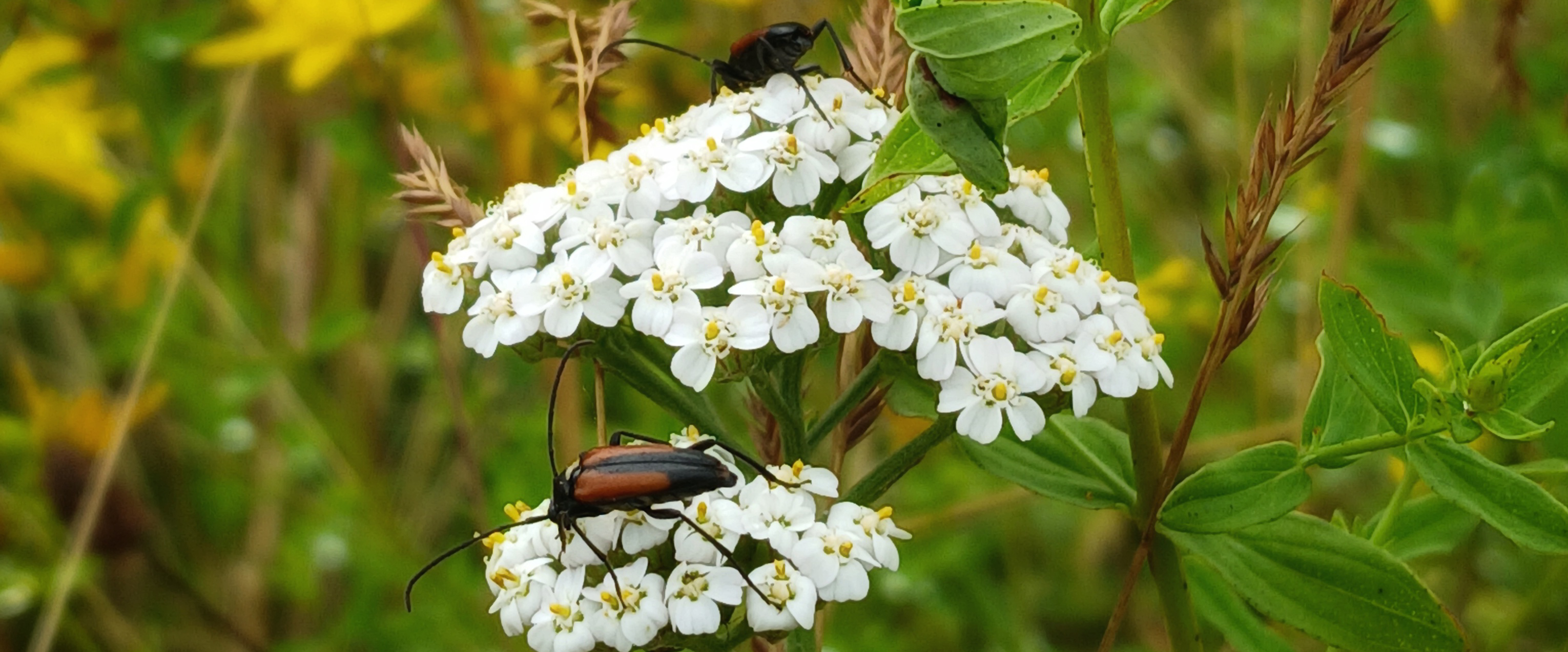 challenge background