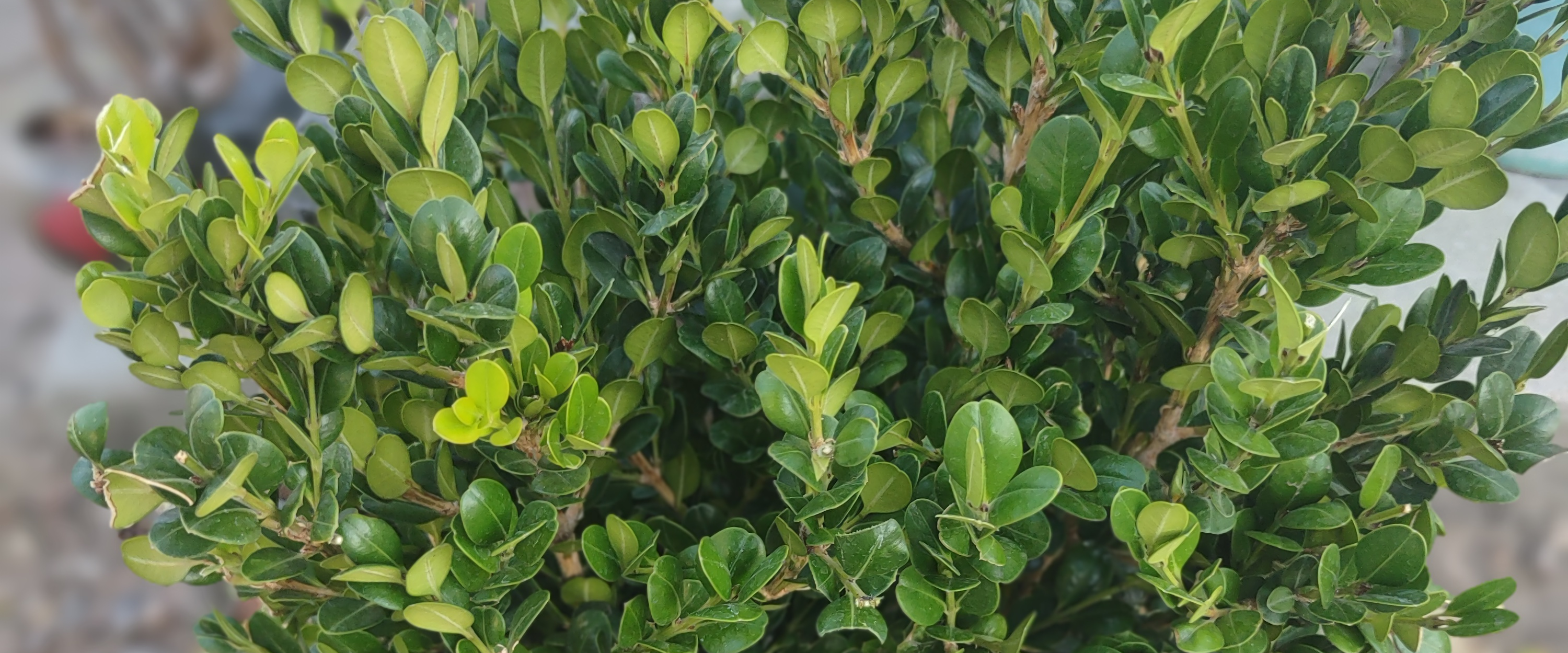 challenge background