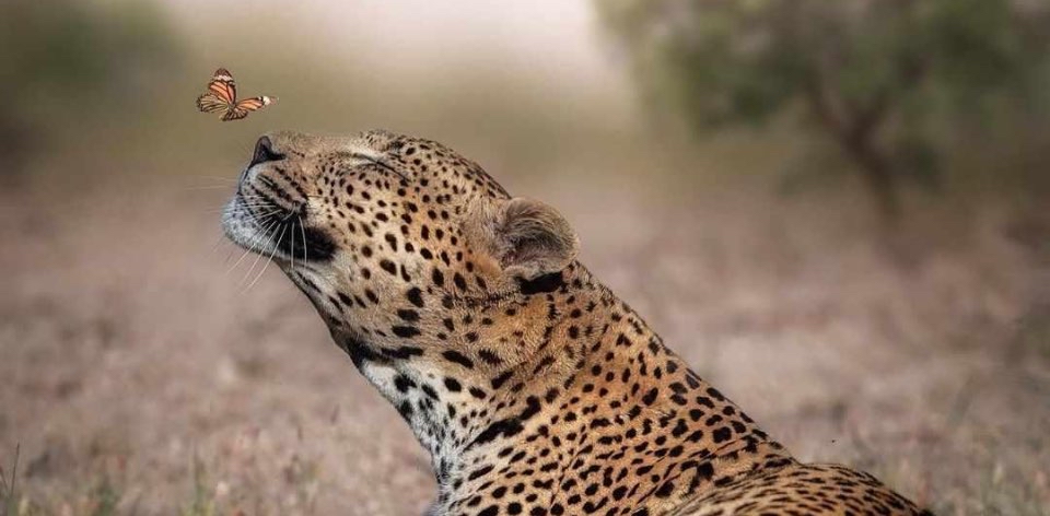 challenge background