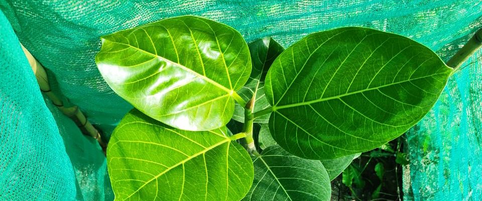 challenge background