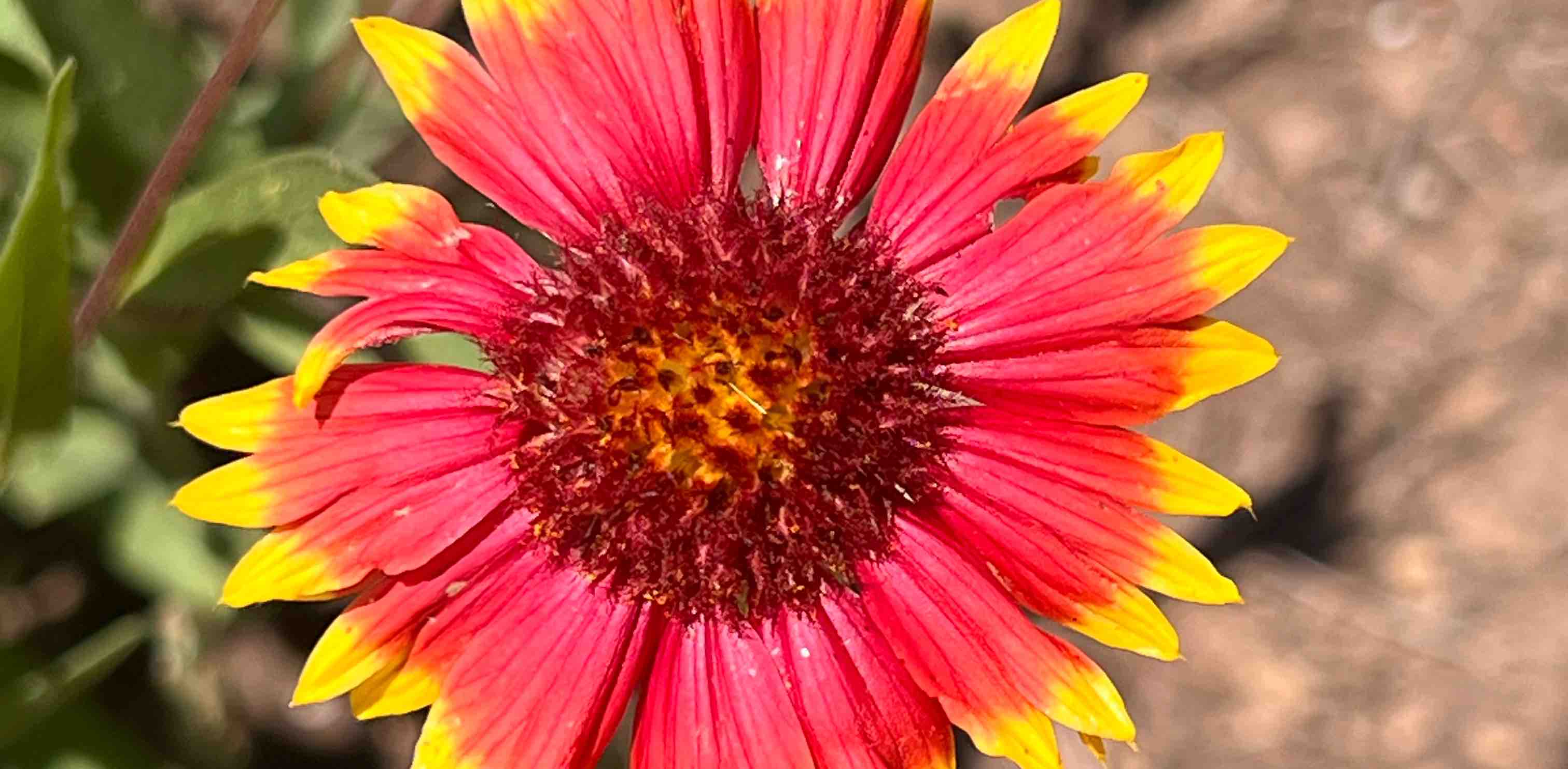 challenge background