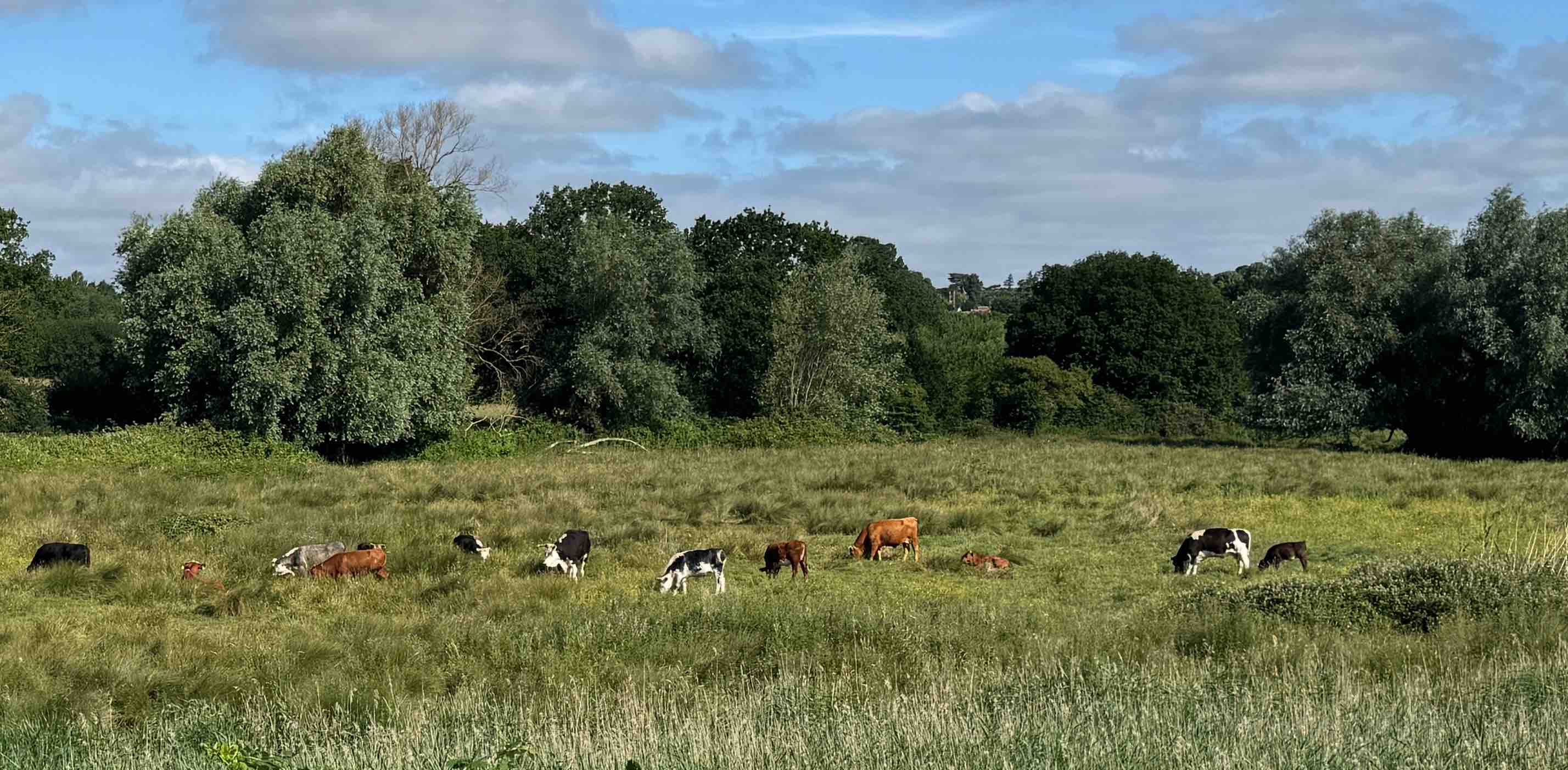 challenge background