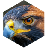 Group 25K steps Challenge icon