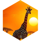 Group 10K steps Challenge icon