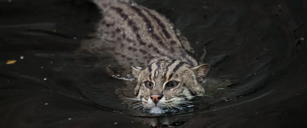 challenge background