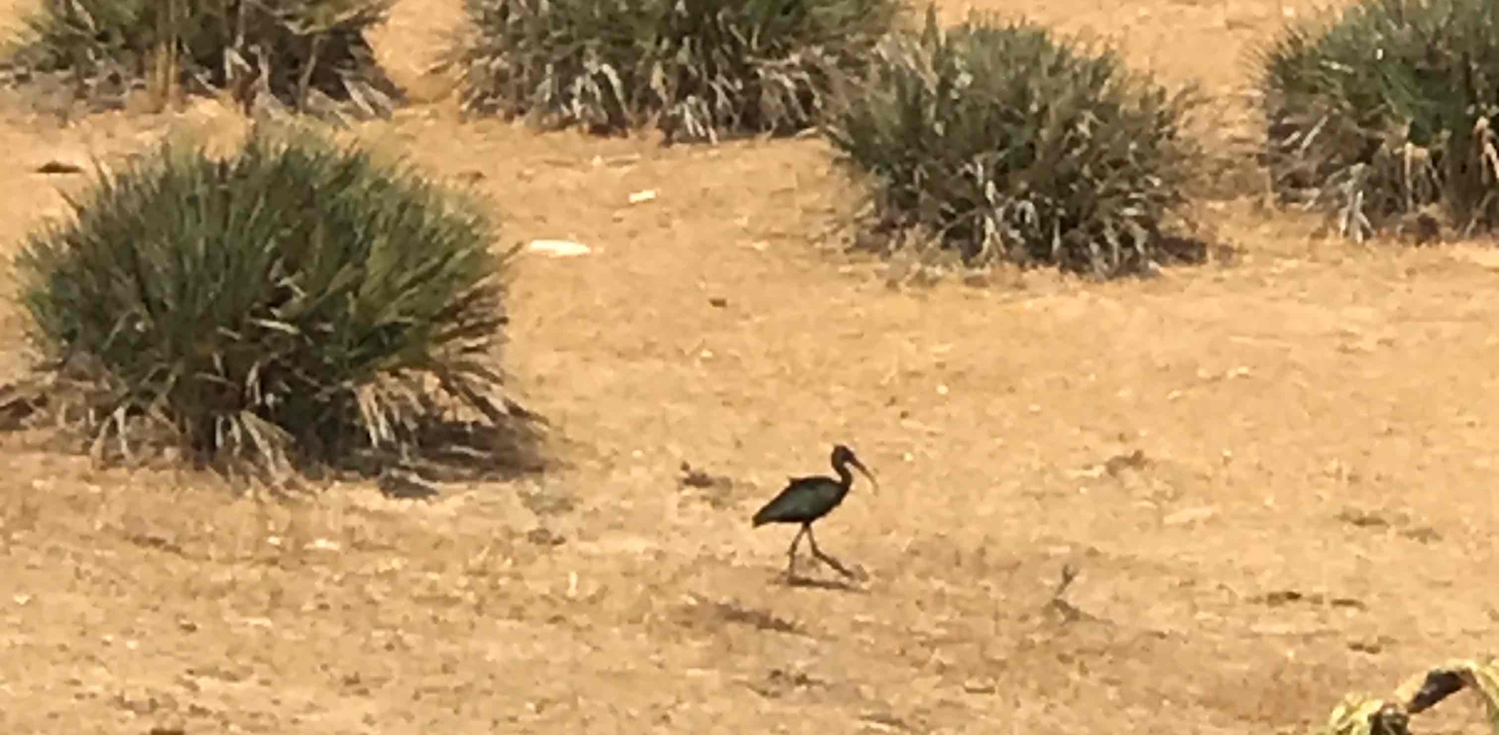 challenge background