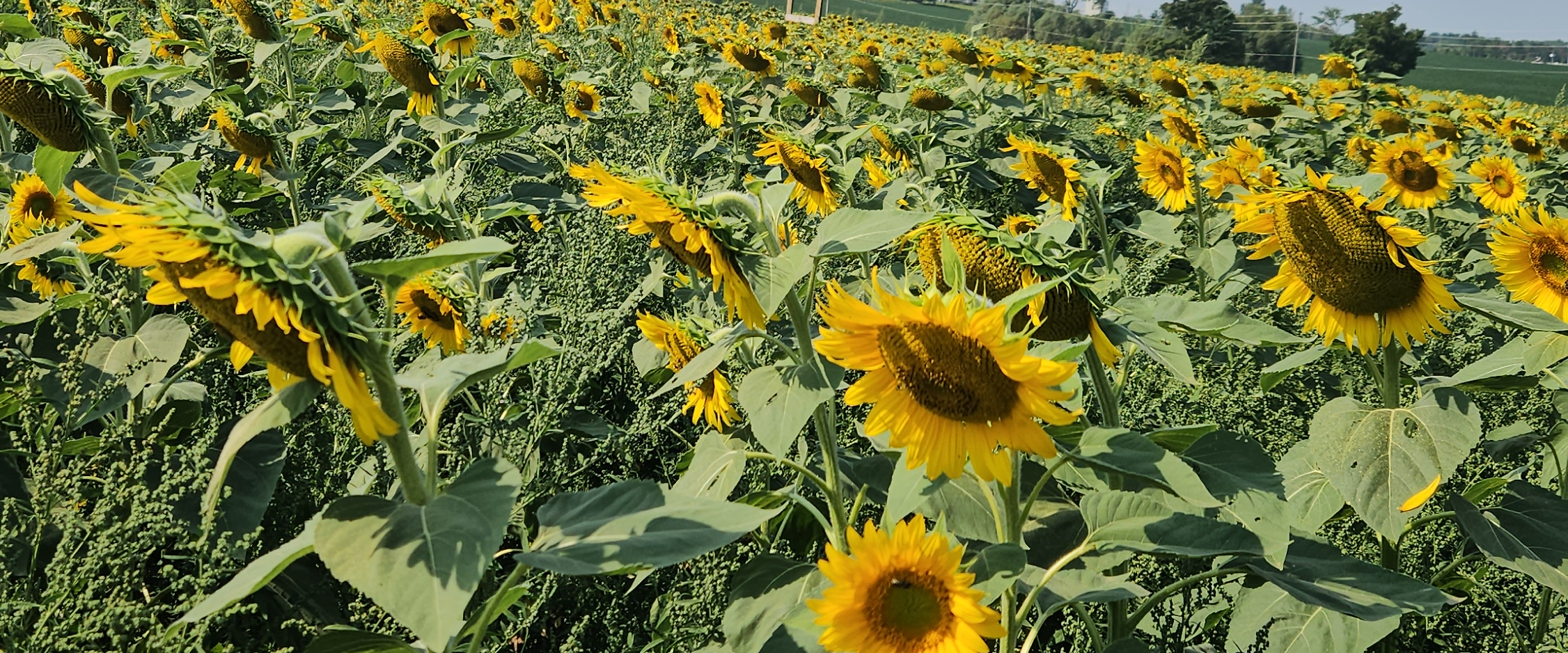 challenge background