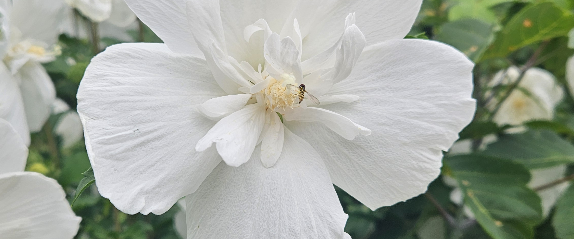 challenge background