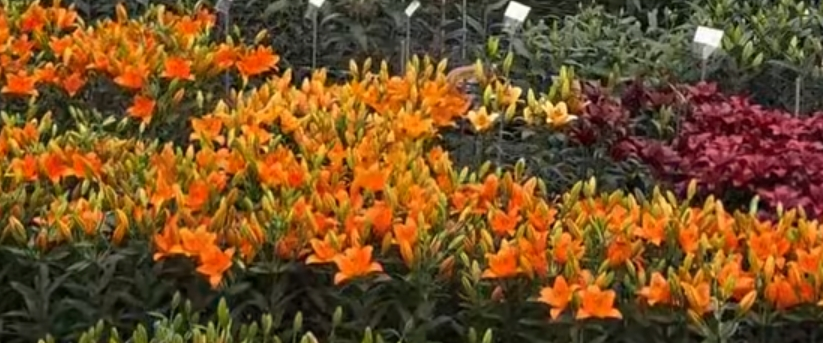 challenge background