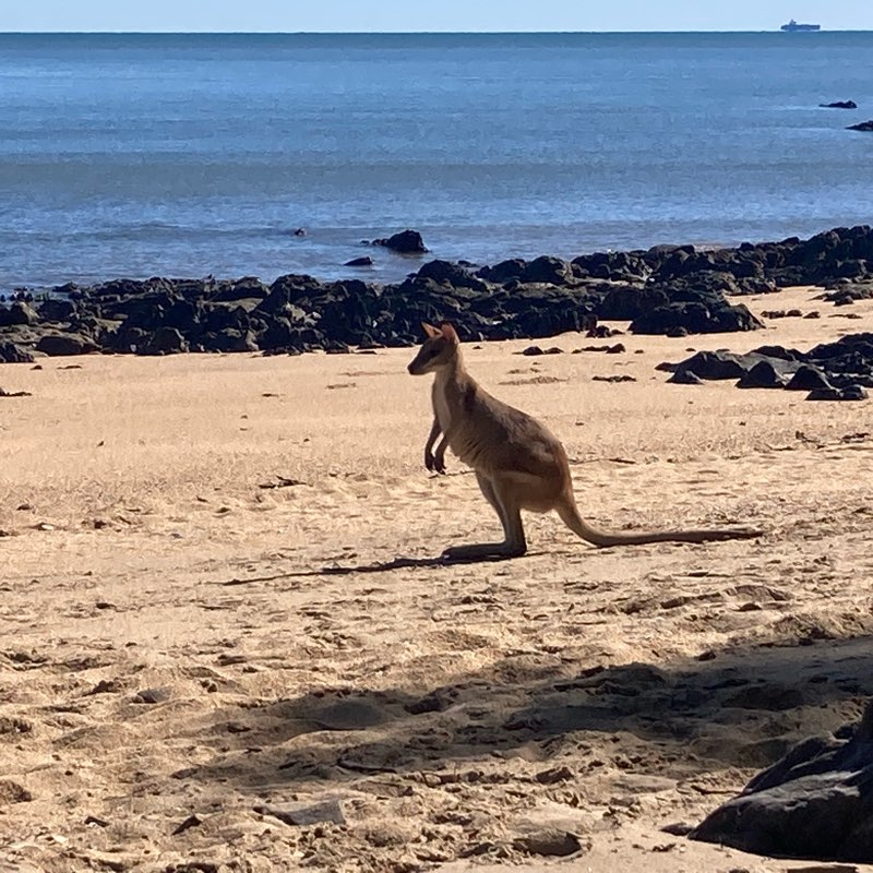 Little Aussie Battlers logo
