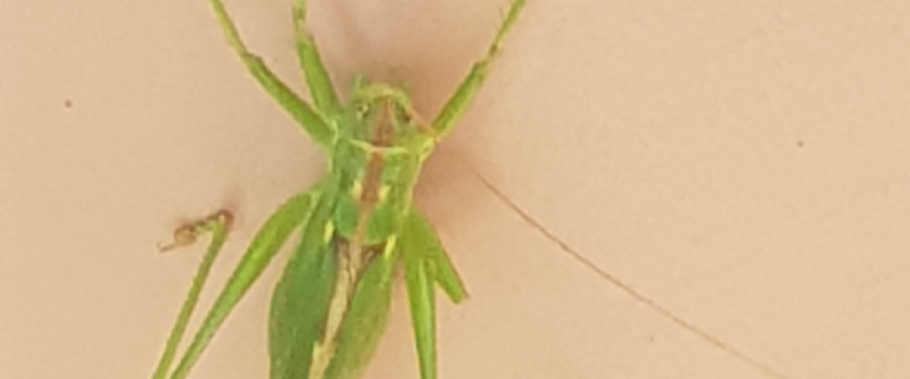 challenge background