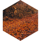 Fall 8km GPS Race icon