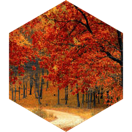 Fall 5km GPS Race icon