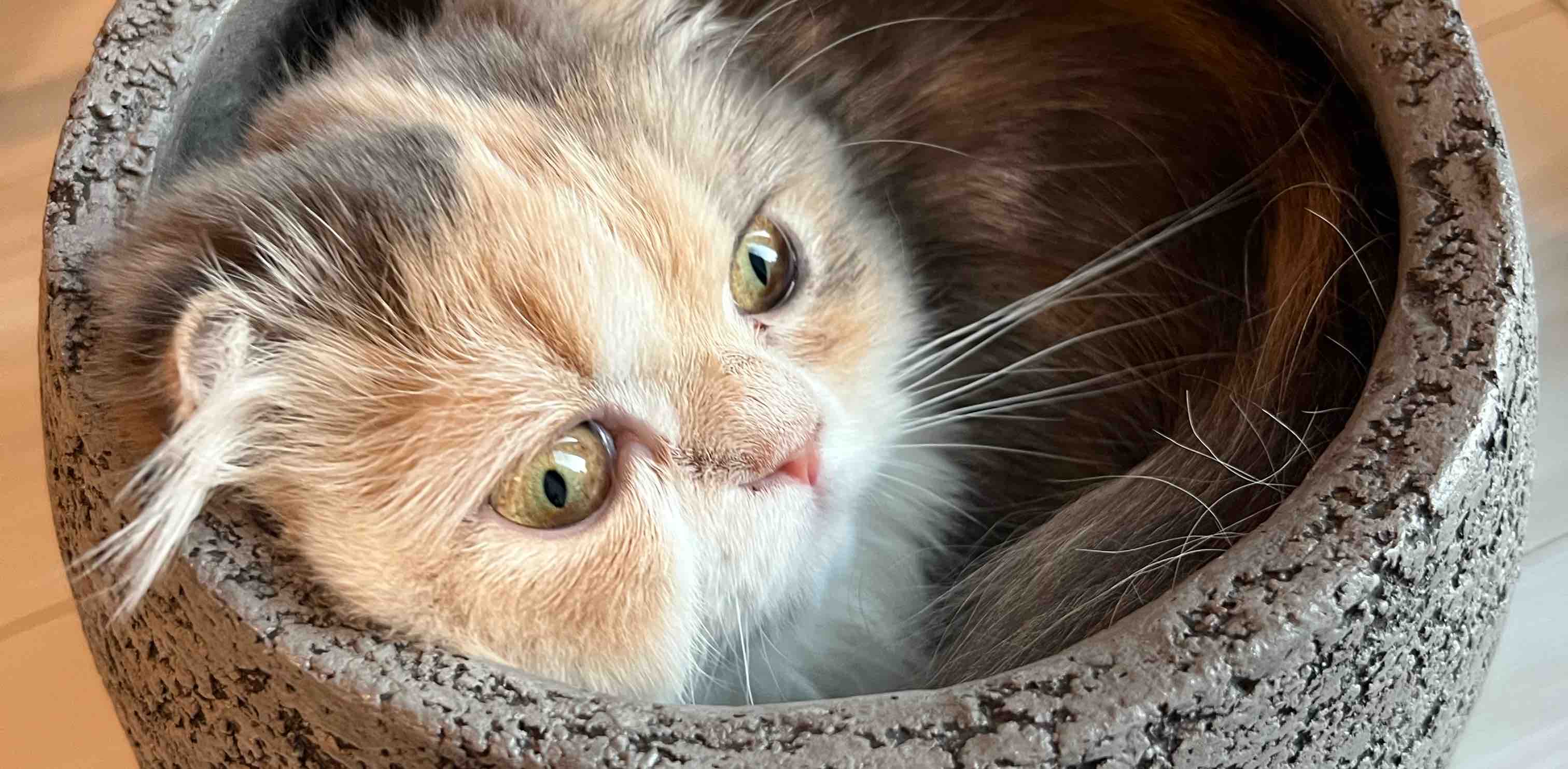 challenge background