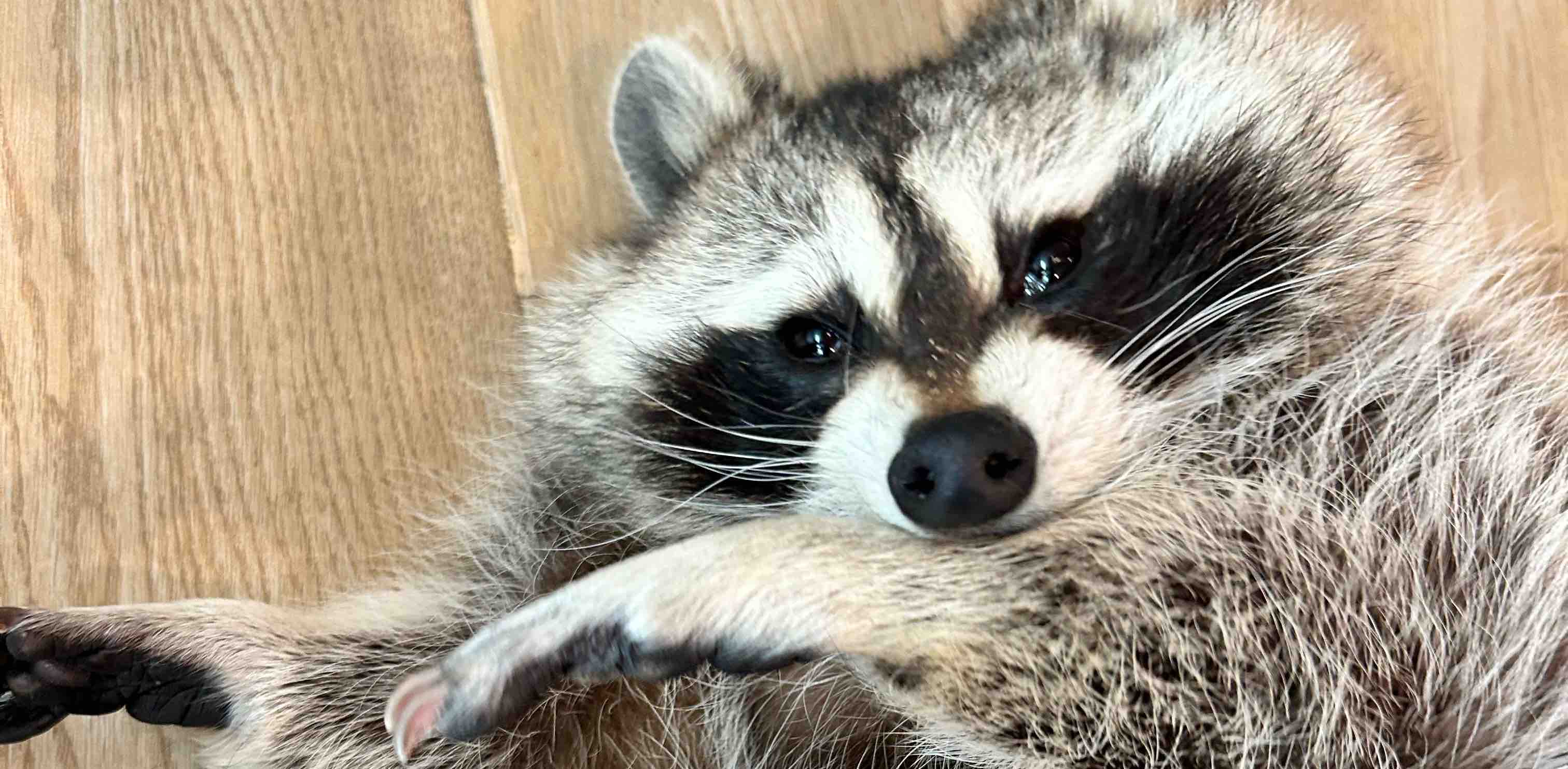 challenge background