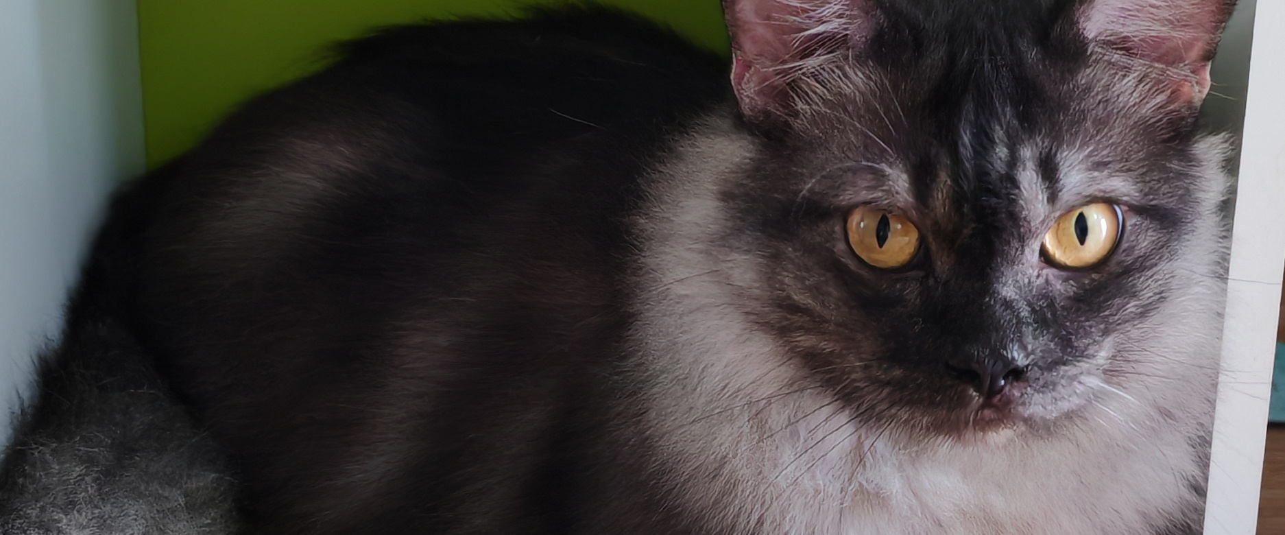 challenge background