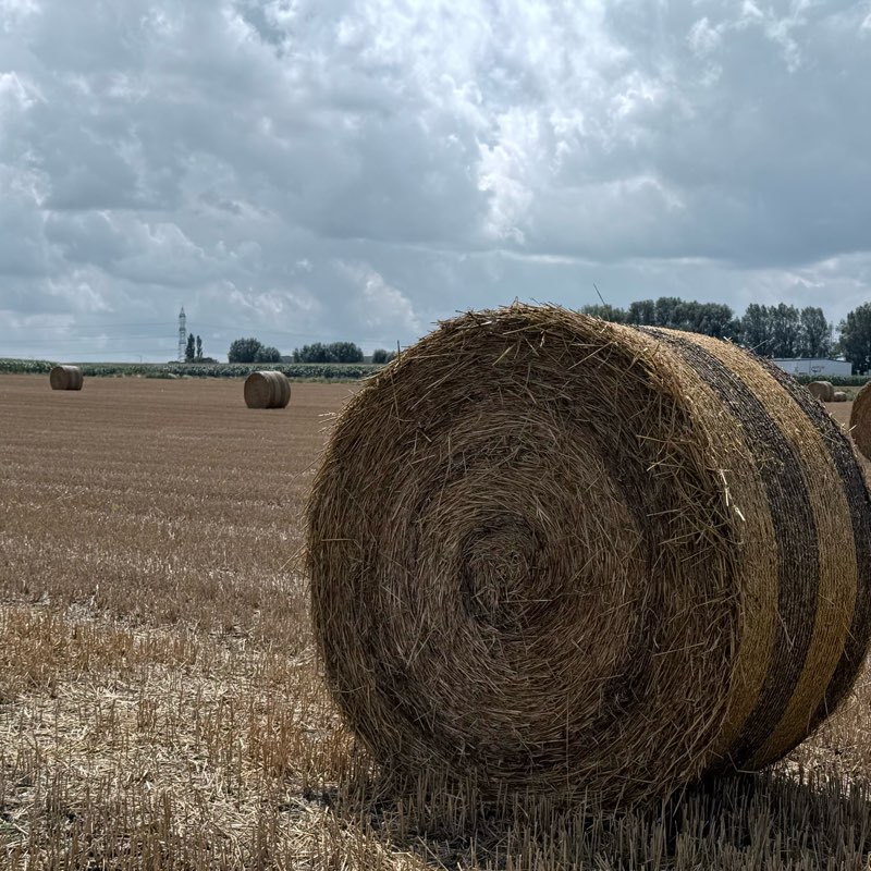 MiddleSummerDay logo