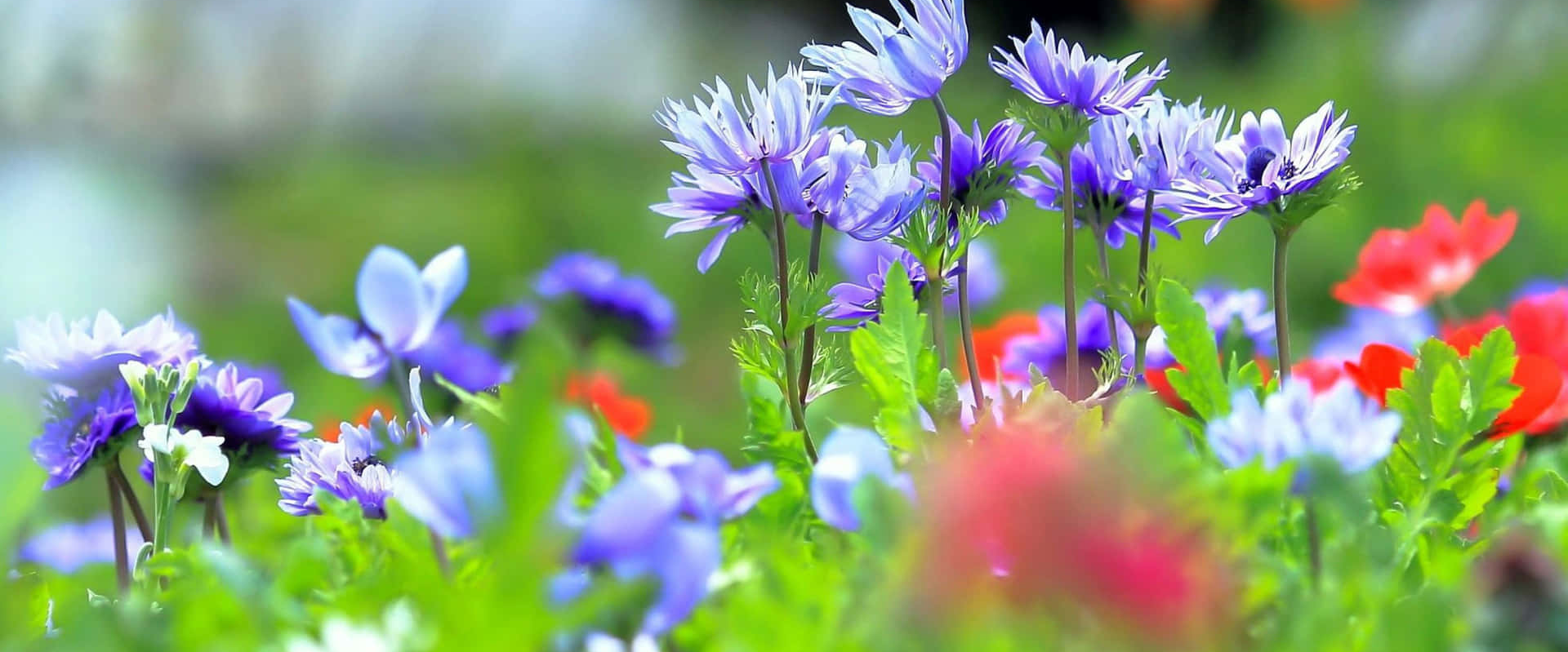 challenge background