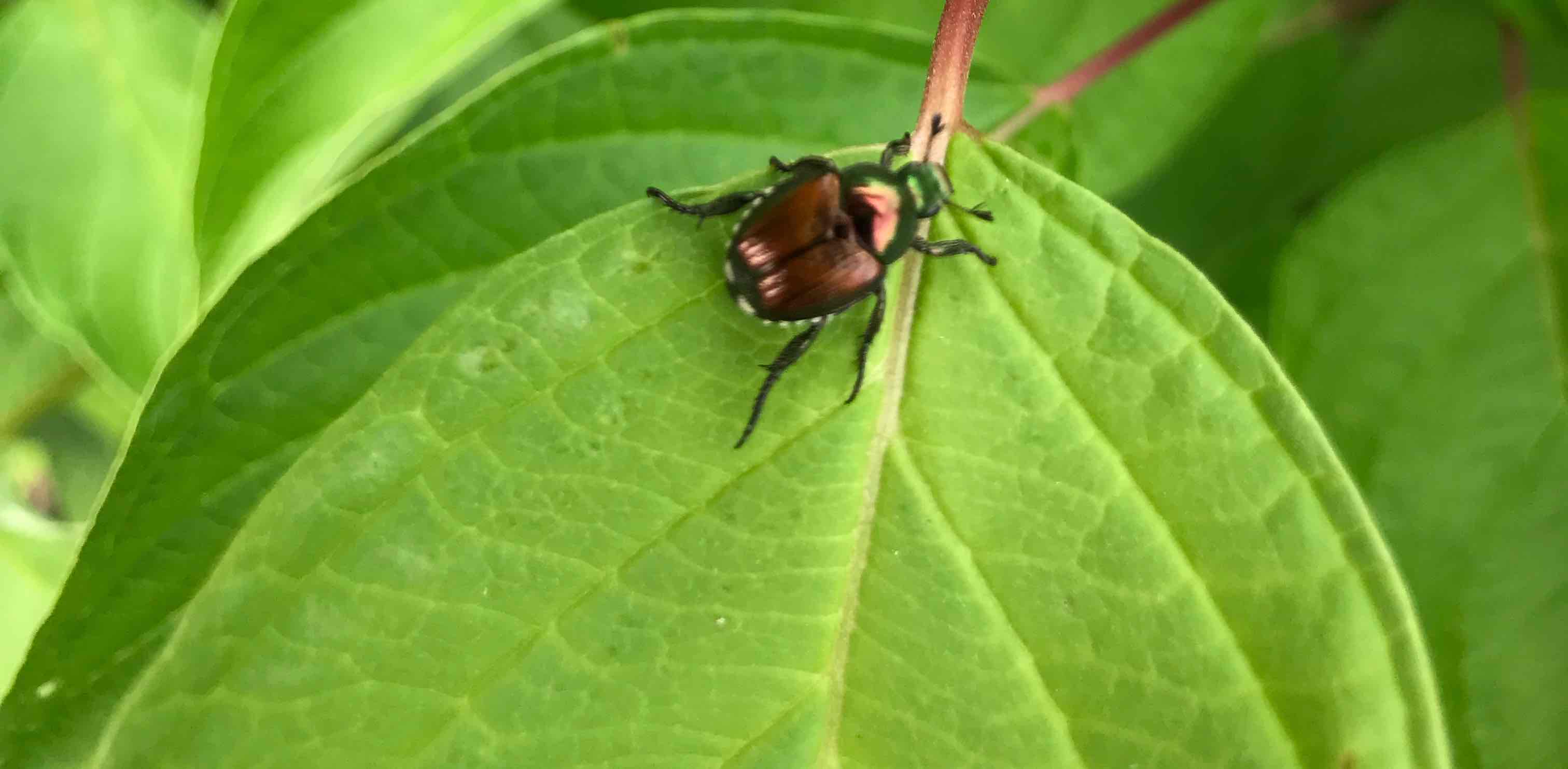 challenge background