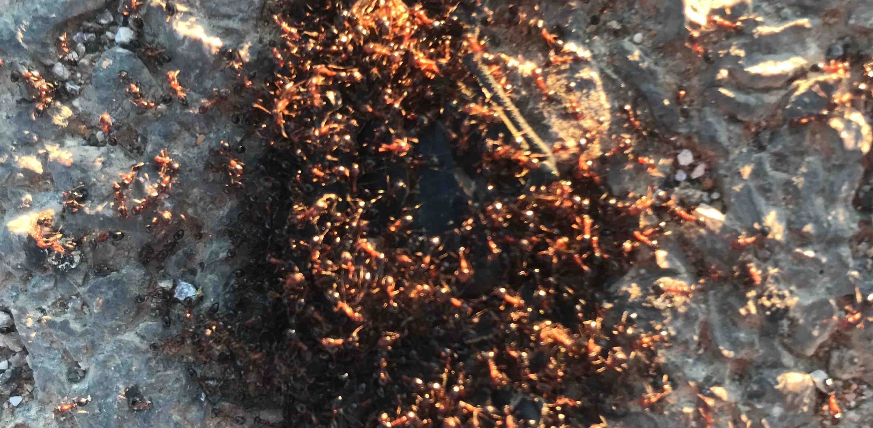 challenge background