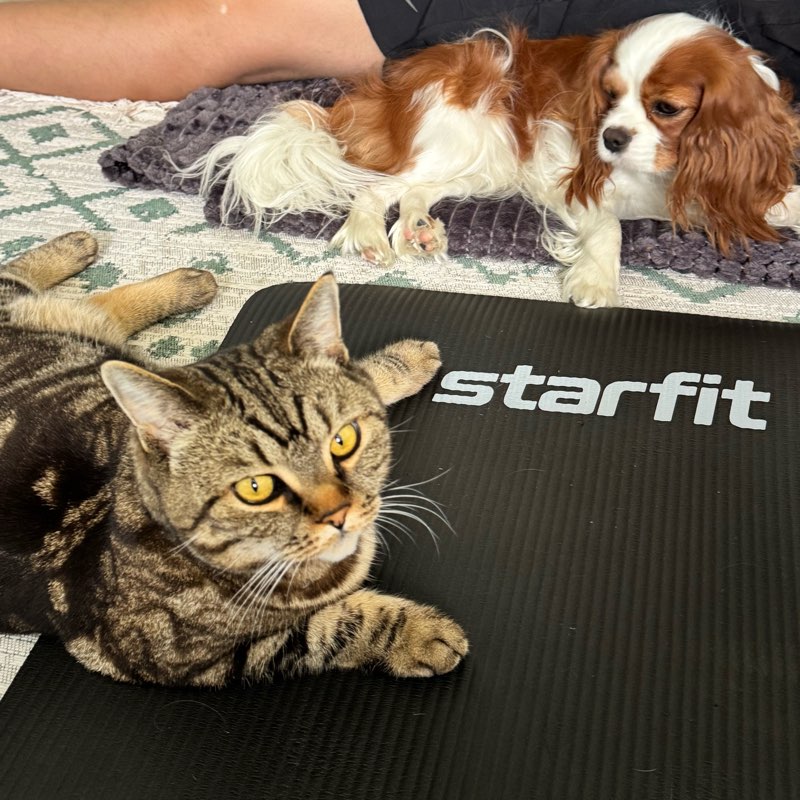 быстрее, выше, сильнее logo