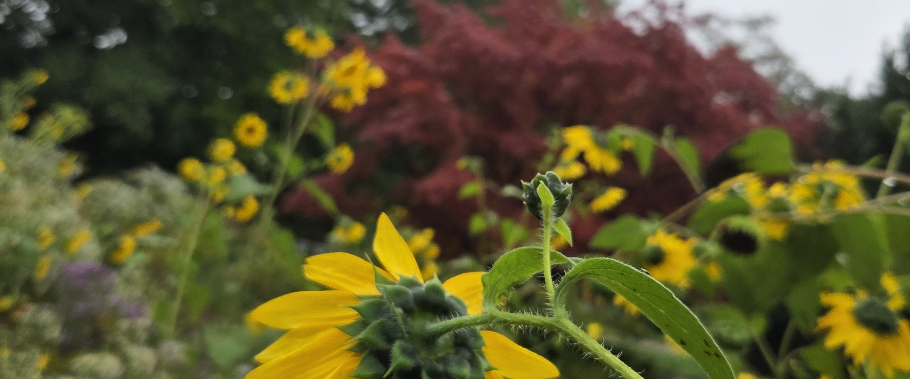 challenge background