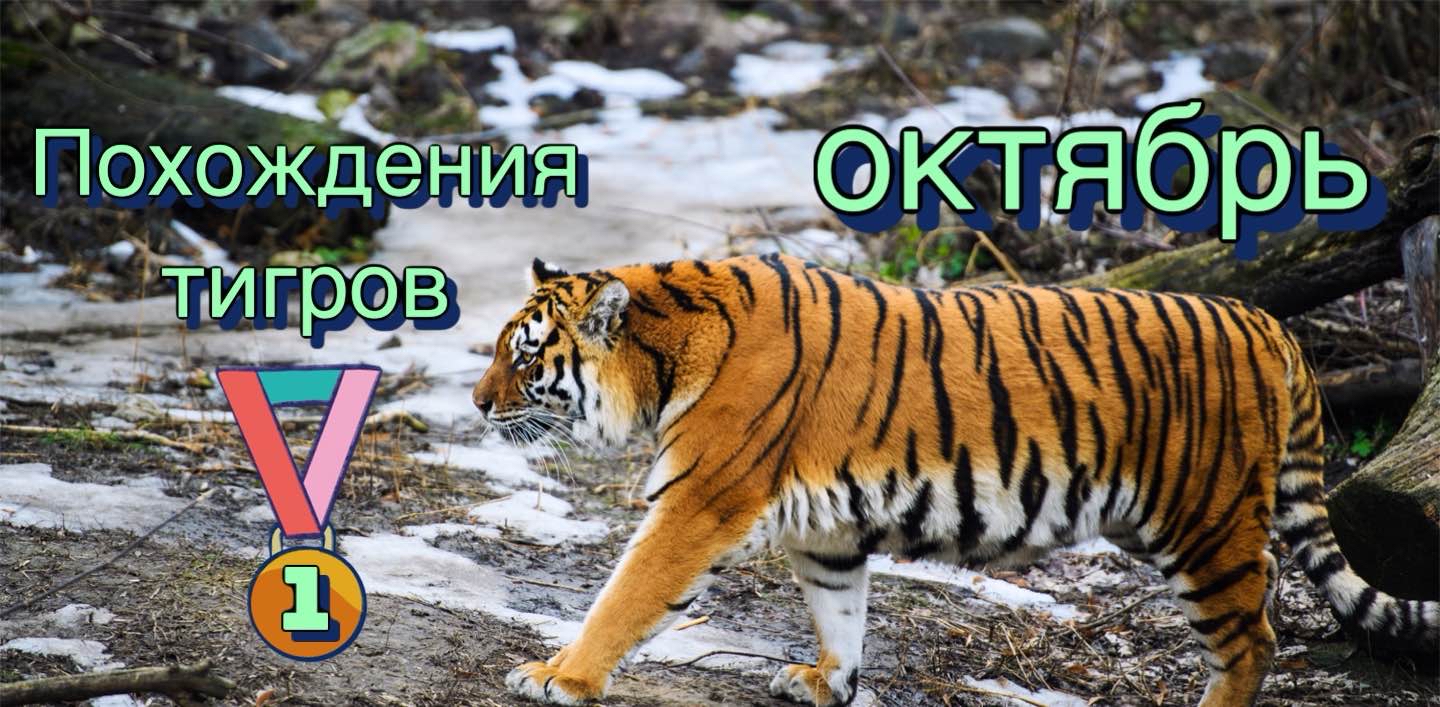 Похождения тигров 🐅Октябрь logo