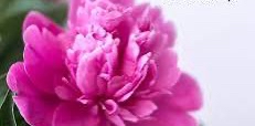 🌸 LA ROSE 🌸 si fragile 🌸 logo