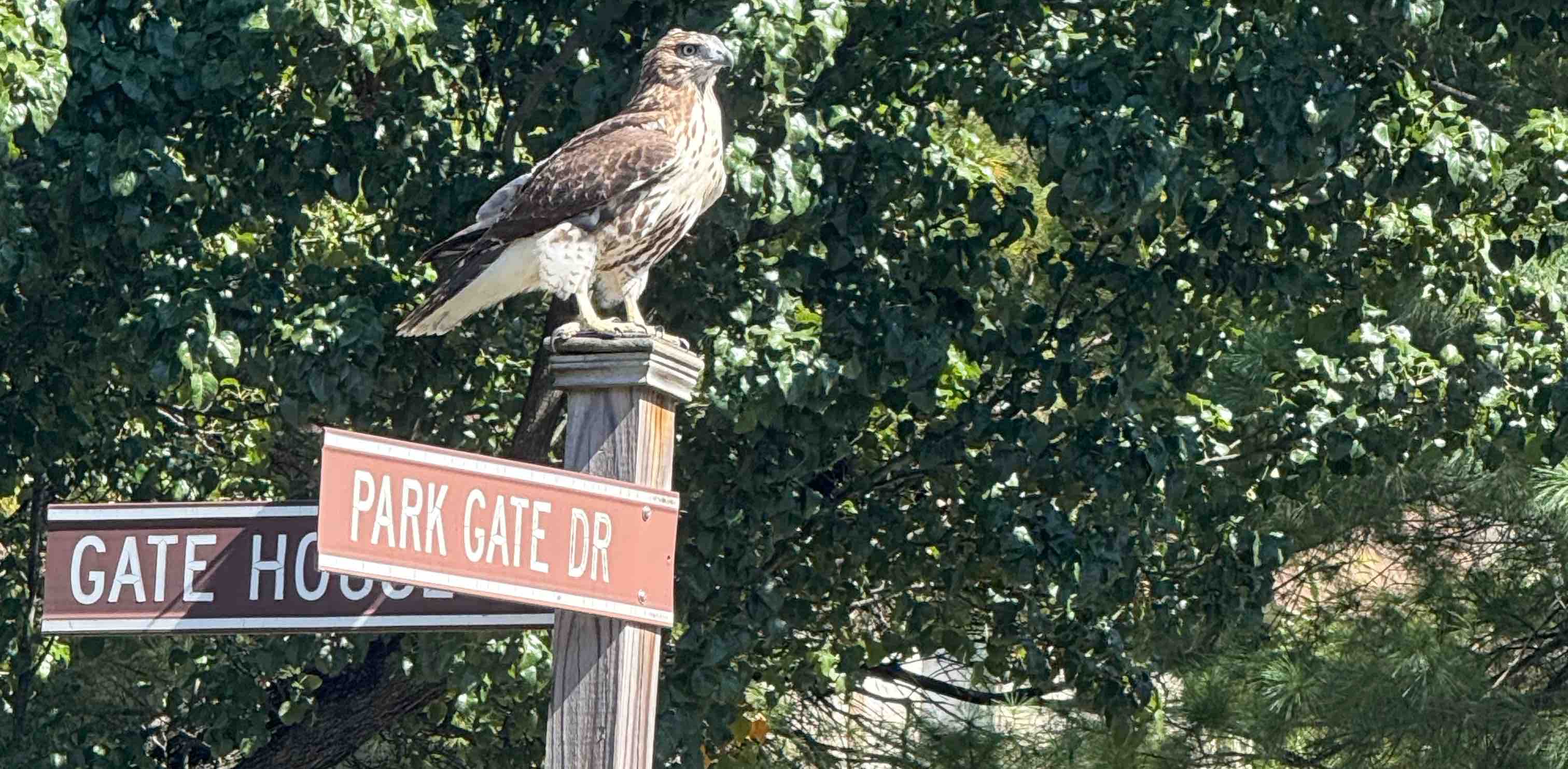 challenge background