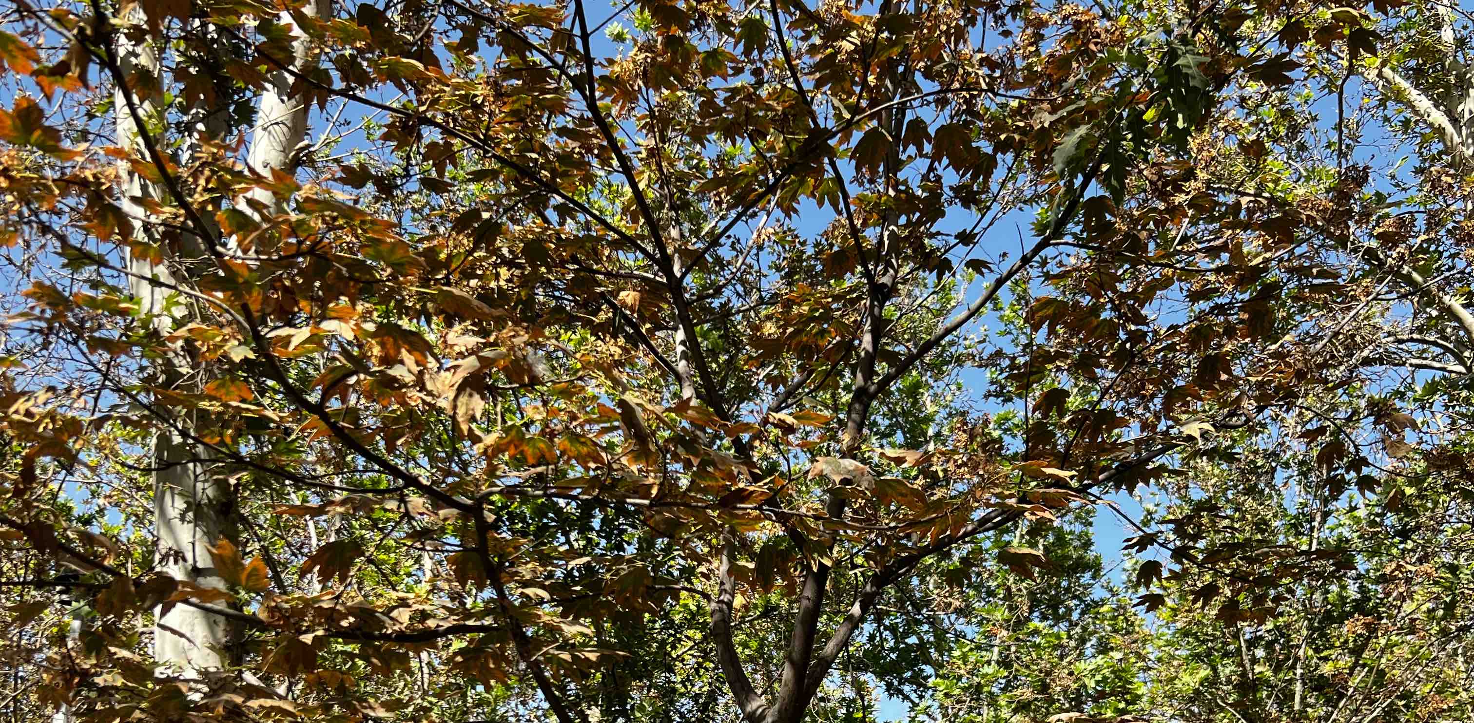 challenge background