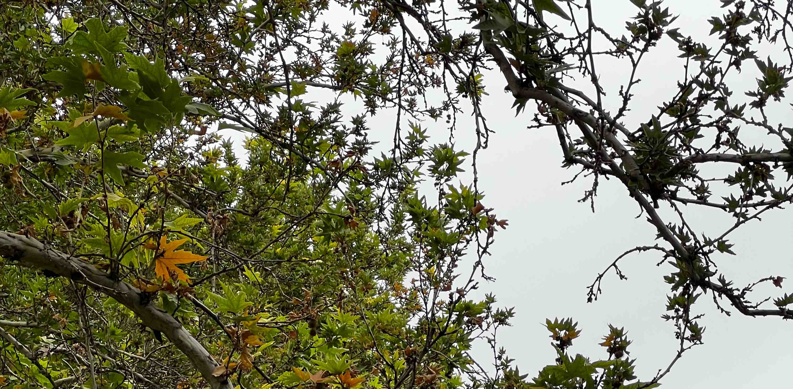 challenge background