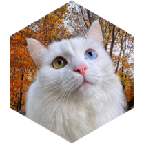 🍁Октябрь🍁 Ежедневный 12000 шагов icon