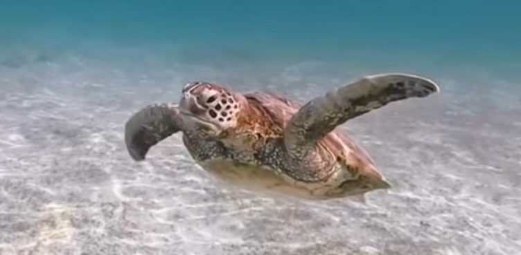 challenge background